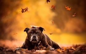黒犬、紅葉、秋