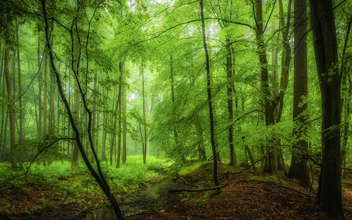 森、木々、緑、朝 壁紙 ピクチャー