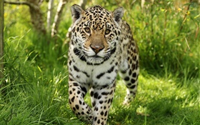 ジャガーはあなたに歩いて行きます、草 HDの壁紙