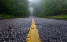 道路、朝、霧、木々 HDの壁紙