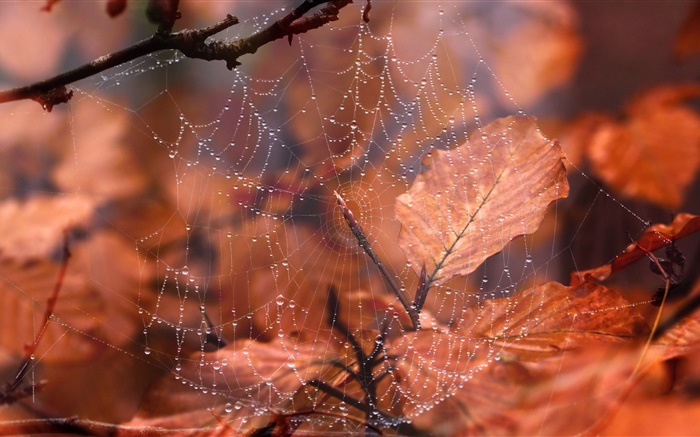 蜘蛛の巣、水滴、紅葉 壁紙 ピクチャー