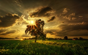 木、野原、太陽の光、雲